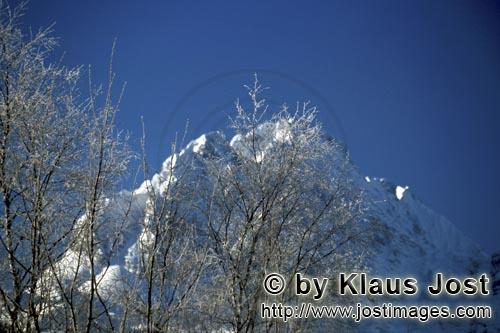 Mittenwald/Bayern/Deutschland        Birken im Winter        Kleiner Buchenbaum im Winter
