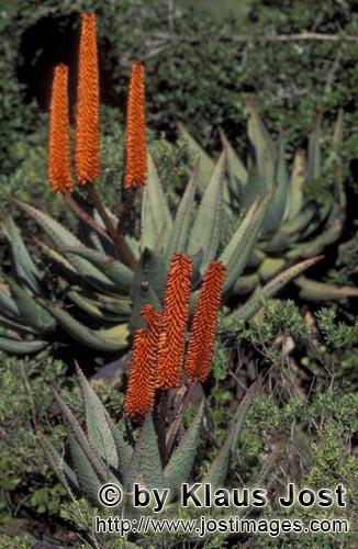 Aloe Ferox/Aloe barbadensis Miller         Wild-wachsende Aloe Ferox         Aloe ferox ist d