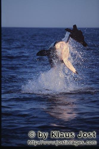 Weißer Hai/Great White shark/Carcharodon carcharias        Springender Weißer Hai         Es ist S