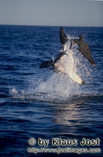 Weißer Hai/Great White shark/Carcharodon carcharias        Springender Weißer Hai vor Seal Island<