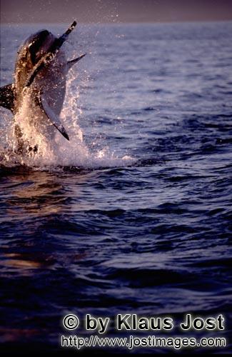 Weißer Hai/Great White shark/Carcharodon carcharias        Springender Weißer Hai im letzten Abend
