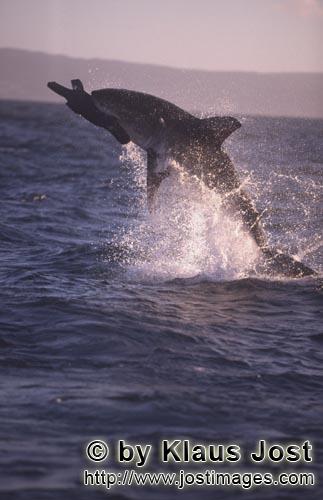 Weißer Hai/Great White shark/Carcharodon carcharias        Springender Weißer Hai im spaeten Nachm