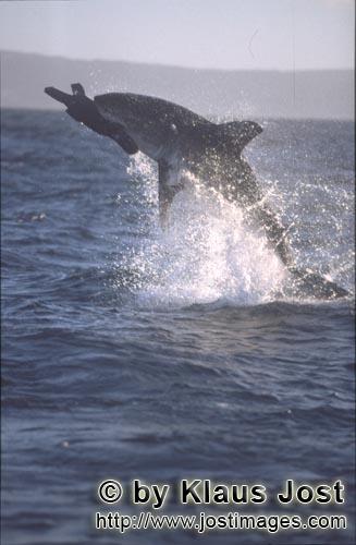Weißer Hai/Great White shark/Carcharodon carcharias        Springender Weißer Hai vor Seal Island<