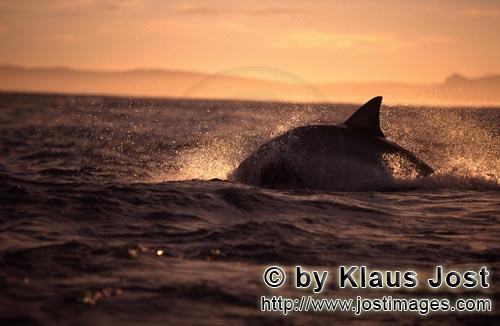 Weißer Hai/Great White shark/Carcharodon carcharias        Springender Weißer Hai auf der Jagd nac