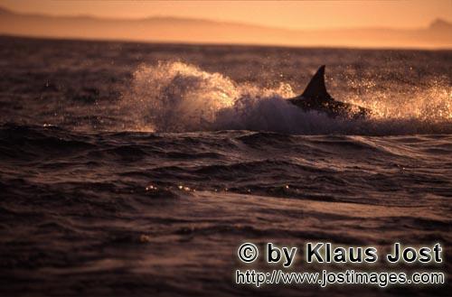 Weißer Hai/Great White shark/Carcharodon carcharias        Springender Weißer Hai jagt eine Pelzro