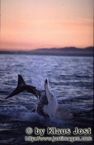 Weißer Hai/Great White shark/Carcharodon carcharias        Springender Weißer Hai im letzten Abend