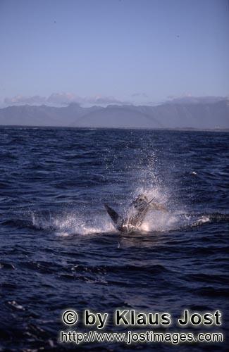 Weißer Hai/Great White shark/Carcharodon carcharias        Springender Weißer Hai jagt Pelzrobbe</