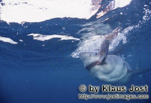 Weißer Hai/Great White Shark/Carcharodon carcharias        Weißer Hai beißt zu        Der Wei�