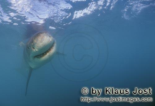Weißer Hai/Great White shark/Carcharodon carcharias        Weißer Hai auf der Suche nach Beute