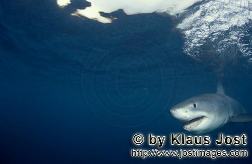 Weißer Hai/Great White shark/Carcharodon carcharias        Ein seltener Anblick: Baby Weißer Hai</