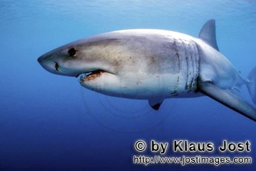 Weißer Hai/Great White shark/Carcharodon carcharias        Weißer Hai in Nah-Distanz        Ein <b