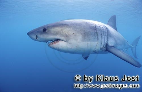 Weißer Hai/Great White shark/Carcharodon carcharias        Weißer Hai auf der Suche nach Beute