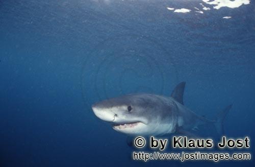 Weißer Hai/Great White shark/Carcharodon carcharias        Aufmerksamer Baby Weißer Hai         S