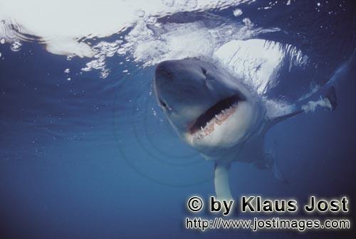 Weißer Hai/Great White Shark/Carcharodon carcharias        Weißer Hai Intensivkontakt         Ein 