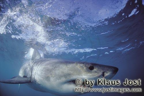 Weißer Hai/Great White Shark/Carcharodon carcharias        Eine perfekte Kreation der Natur: Der We