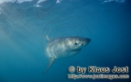 Weißer Hai/Great White shark/Carcharodon carcharias        Baby Weißer Hai vor der Kueste Suedafri