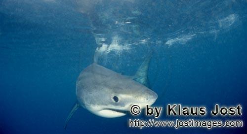Weißer Hai/Great White shark/Carcharodon carcharias        Baby Weißer Hai Portraet         Sechs 