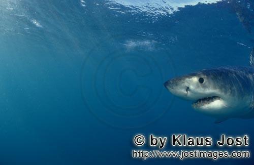Weißer Hai/Great White shark/Carcharodon carcharias        Seiten Portraet Baby Weißer Hai       