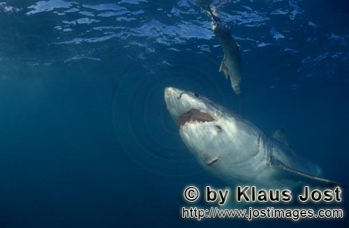 Weißer Hai/Great White Shark/Carcharodon carcharias        Weißer Hai vor dem Unterwasserköder</b