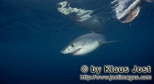 Weißer Hai/Great White shark/Carcharodon carcharias        Weißer Hai Baby am Koeder        Sechs Seem