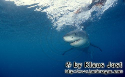 Weißer Hai/Great White shark/Carcharodon carcharias        Baby Weißer Hai dicht unter der Meereso