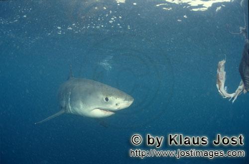 Weißer Hai/Great White shark/Carcharodon carcharias        Baby Weiße Hai hat den Fischkoeder erre