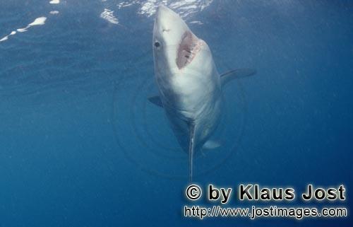 Weißer Hai/Great White shark/Carcharodon carcharias        Weißer Hai steigt vertikal auf         
