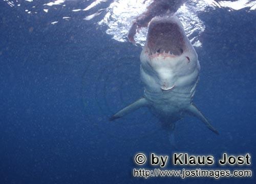 Weißer Hai/Great White shark/Carcharodon carcharias        Weißer Hai unmittelbar vor dem Zubeiße
