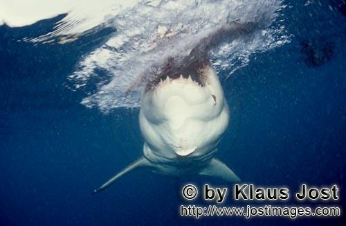 Weißer Hai/Great White Shark/Carcharodon carcharias        Weißer Hai schnappt zu        Sechs See