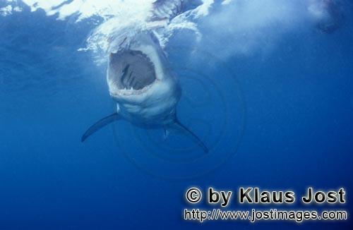 Weißer Hai/Great White shark/Carcharodon carcharias        Tiefer Einblick in den Rachen des Weiße