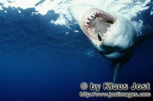Weißer Hai/Great White shark/Carcharodon carcharias        Praezise und effizient: Die Beißwerkzeu