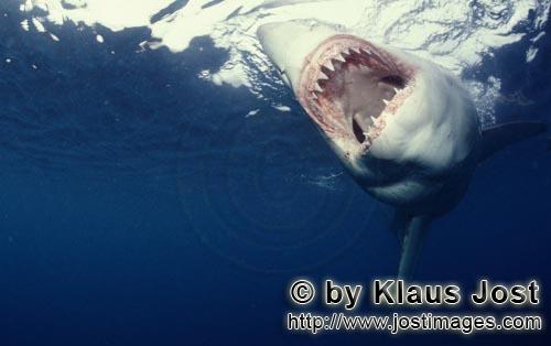 Weißer Hai/Great White shark/Carcharodon carcharias        Effizient und gefuerchtet: Der Rachen de