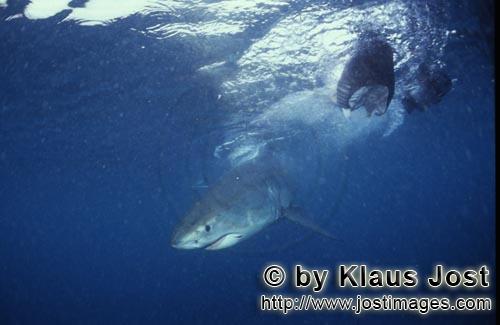 Weißer Hai/Great White shark/Carcharodon carcharias        Baby Weißer Hai am Fischkoeder       