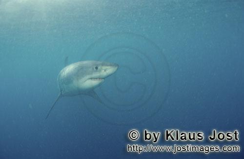 Weißer Hai/Carcharodon carcharias        Weißer Hai Baby schaut sich um        Sechs Seemeilen vor