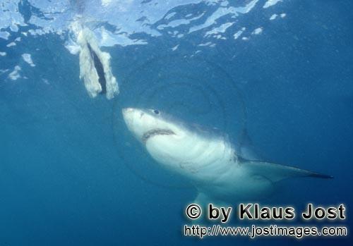 Weißer Hai/Great White shark/Carcharodon carcharias        Weißer Hai schaut zum Fischköder   