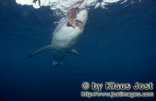 Weißer Hai/Great White shark/Carcharodon carcharias        Schräg von unten naehert sich der Weiß