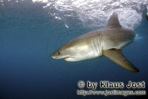 Weißer Hai/Great White shark/Carcharodon carcharias        Weißer Hai dreht ab        Ein Weiß