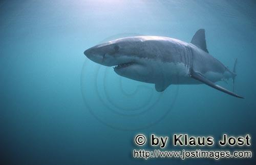 Weißer Hai/Great White shark/Carcharodon carcharias        Weißer Hai Seitenprofil        Sechs Se