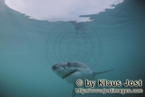Weißer Hai/Great White shark/Carcharodon carcharias        Gejagter Jäger: Der Weißer Hai        
