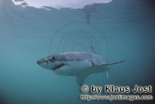 Weißer Hai/Great White shark/Carcharodon carcharias        Myth Great White Shark        Ein Wei