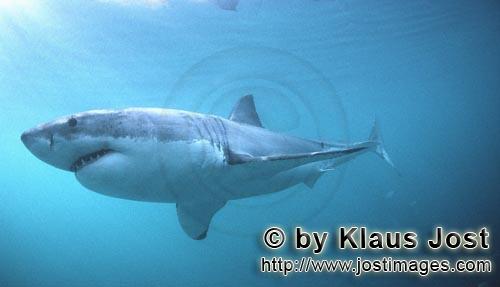 Weißer Hai/Great White shark/Carcharodon carcharias        Weißer Hai sucht nach Robben        Ein