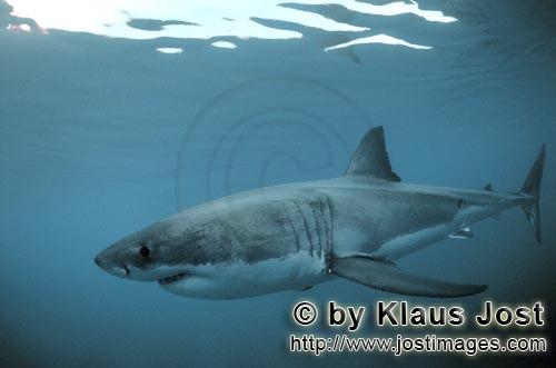 Weißer Hai/Great White shark/Carcharodon carcharias        Der weiße Hai        Ein Weißer Hai du
