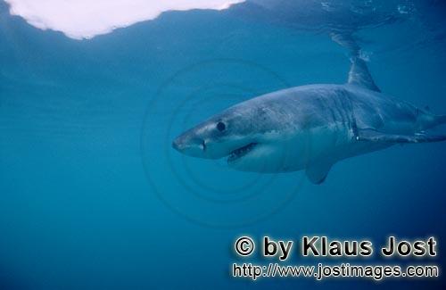 Weißer Hai/Great White shark/Carcharodon carcharias        Weißer Hai im Gebiet der Robben        