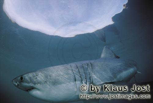 Weißer Hai/Great White shark/Carcharodon carcharias        Weißer Hai im Bereich der Wasseroberfl�