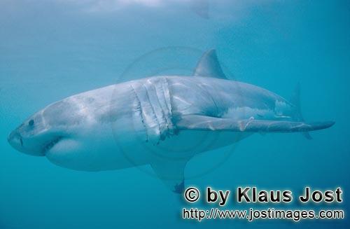 Weißer Hai/Great White shark/Carcharodon carcharias        Die Eleganz und Effizienz vom Weißen Ha