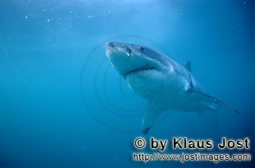 Weißer Hai/Great White shark/Carcharodon carcharias        Der Weiße Hai ist wirklich weiß – au