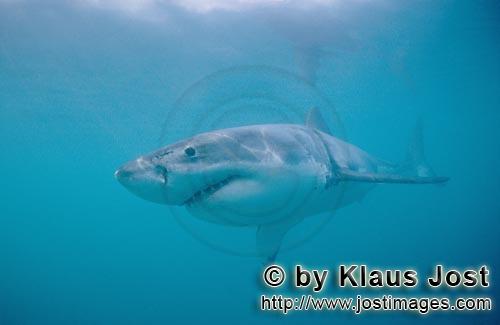 Weißer Hai/Great White shark/Carcharodon carcharias        Der Weiße Hai ist permanent in Bewegung