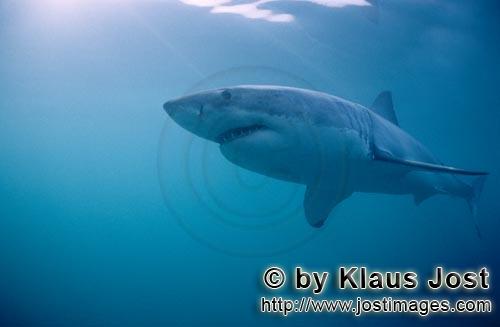 Weißer Hai/Great White Shark/Carcharodon carcharias        Weißer Hai sieht den Köder         Sec