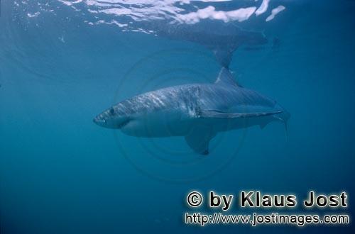 Weißer Hai/Great White shark/Carcharodon carcharia        In den Weltmeeren zu Hause: Der Weiße Ha