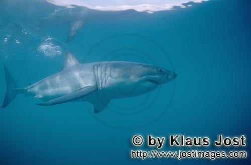 Weißer Hai/Great White Shark/Carcharodon carcharias        Imposant und beeindruckend ist dieser We